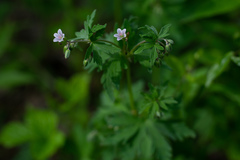 Geranium asiaticum