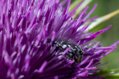 Oxythyrea
