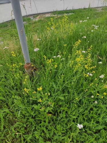 Sisymbrium volgense (Sisymbrium volgense)