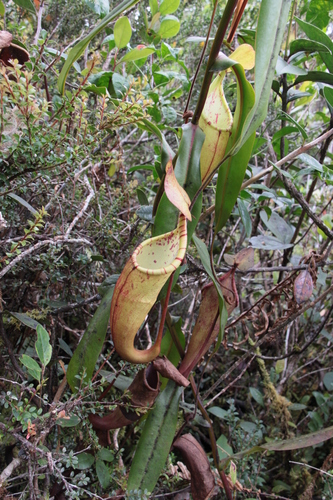 Nepenthes densiflora