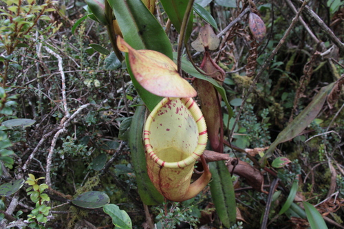 Nepenthes densiflora