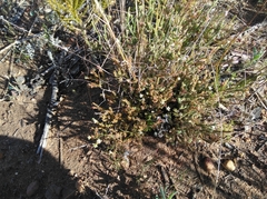 Macrostylis ramulosa