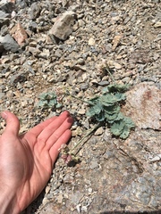 Cymopterus gilmanii