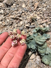 Cymopterus gilmanii
