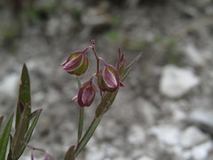 Polygala sibirica