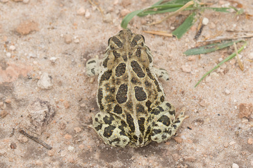 Great Plains Toad