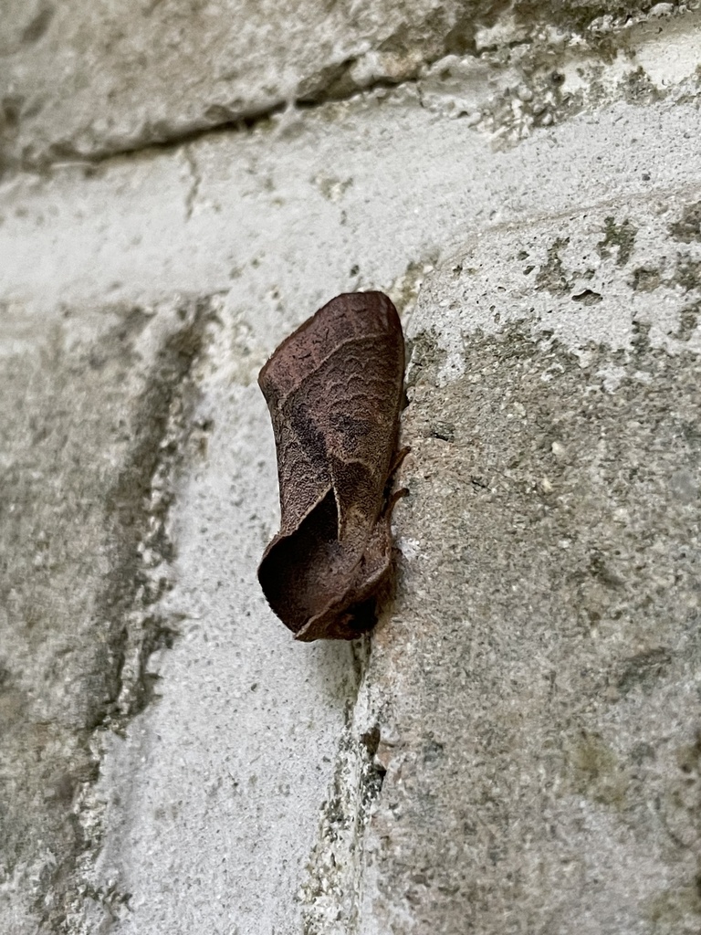 Uropyia pontada