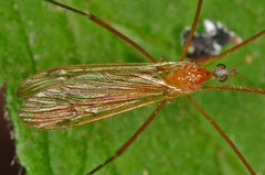 Euphylidorea