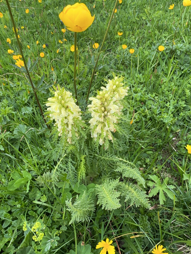 Image of Pedicularis foliosa by (c) Codrin Bucur, some rights reserved (CC BY)