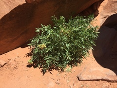 Lomatium latilobum