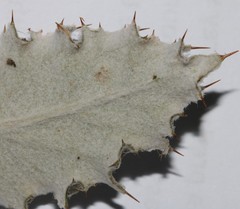 Berkheya dregei