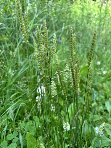 Cynosurus cristatus iNat (2)
