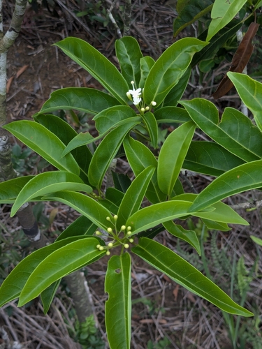 Reevesia thyrsoidea