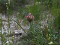 Astragalus albicaulis
