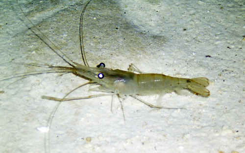 Macrobrachium acanthurus