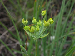 Bupleurum multinerve