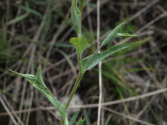 Bupleurum multinerve