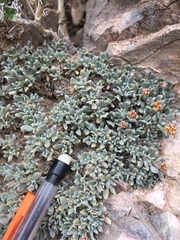 Eriogonum gilmanii
