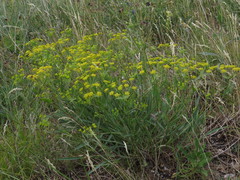 Bupleurum multinerve