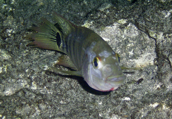 Mayan Cichlid