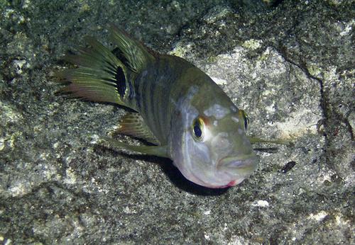 Mayan Cichlid