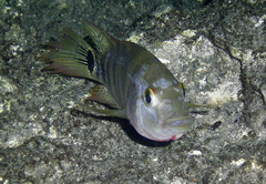 Mayan Cichlid photo 5