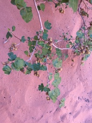 Rhus aromatica simplicifolia