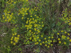 Bupleurum multinerve