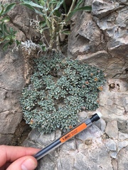 Eriogonum gilmanii