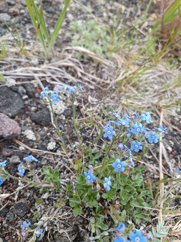 Tiny forget-me-not (Eritrichium villosum)