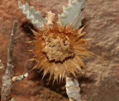 Berkheya dregei