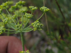 Bupleurum multinerve