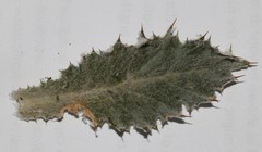 Berkheya dregei