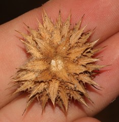 Berkheya dregei