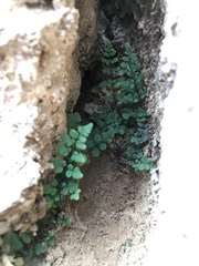 Argyrochosma jonesii