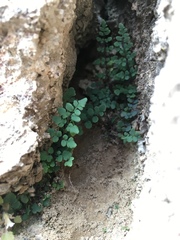 Argyrochosma jonesii