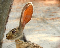 Lepus alleni