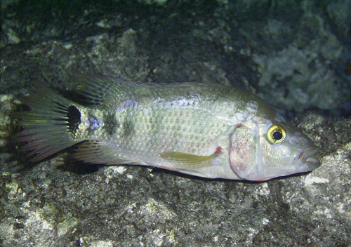Mayan Cichlid