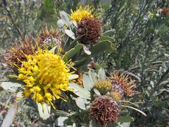 Leucospermum rodolentum