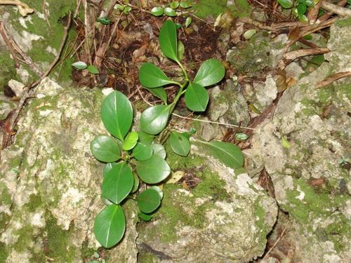 Image of Wild Bermuda Pepper by (c) Alison Copeland, some rights reserved (CC BY)