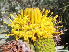 Leucospermum rodolentum