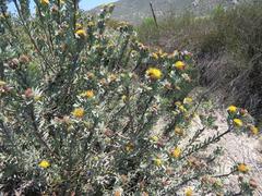 Leucospermum rodolentum