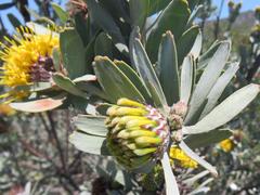 Leucospermum rodolentum