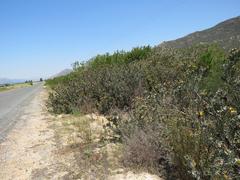 Leucospermum rodolentum