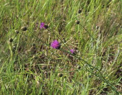 Centaurea scabiosa adpressa