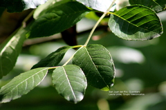 Angiospermae