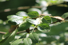 Angiospermae