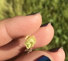 Psilocarphus chilensis