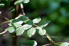 Angiospermae