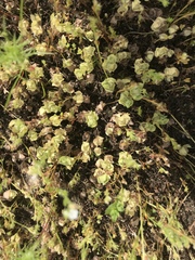 Psilocarphus chilensis